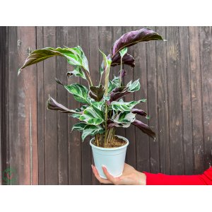  Kalatea (Calathea) ´FUSION WHITE´ - výška 30-40 cm, kont. C1,5L